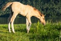 ÃÂ¡ute foal grazing on lakeshore. Young horse is pasture on lawn lakeside Royalty Free Stock Photo